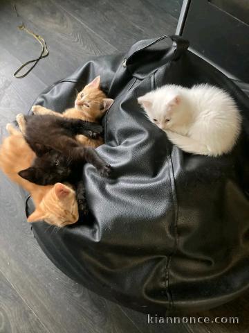 chaton roux disponible 