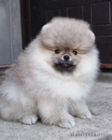 chiots spitz nain disponible 