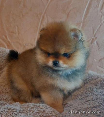 chiots spitz nain disponible 