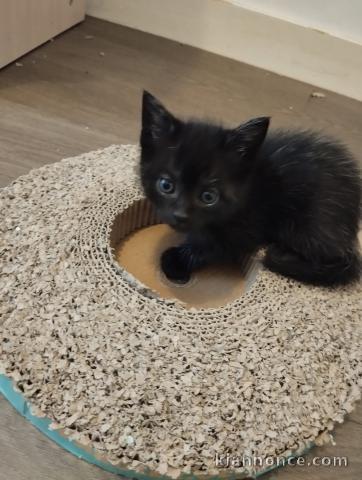 adoption chatons disponible 