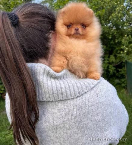 chiot spitz allemand race pure a donner 