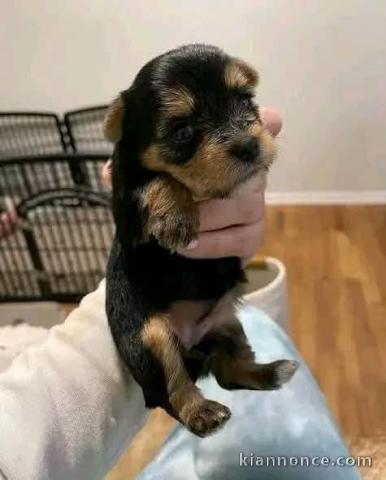chiots York disponible pour adoption 