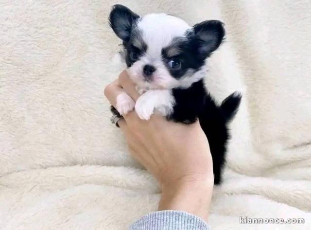 chiots chihuahua disponible pour adoption 