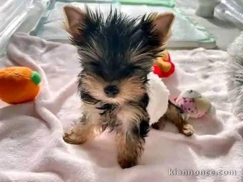 Je donne chiot Yorkshire 