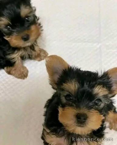 Adopter chiot York disponible 