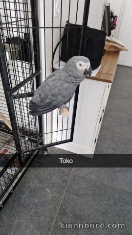 Couple perroquet gris du Gabon disponible 