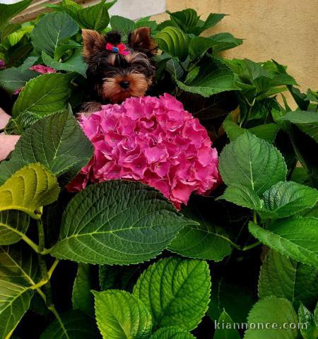 Je donne chiot York disponible 