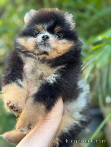 chiot spitz nain disponible 