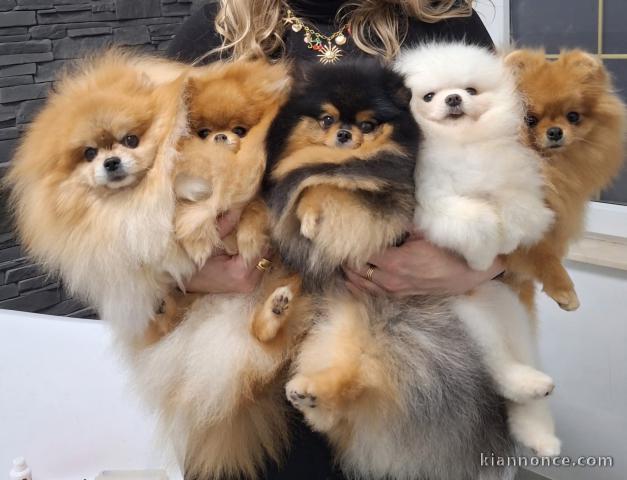 Dons chiot spitz nain disponible 