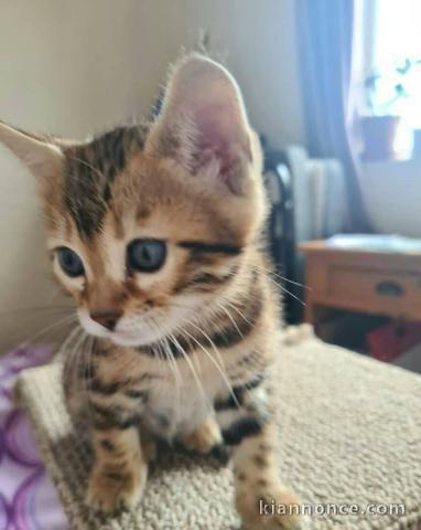 Adoption chatons Bengal disponible 