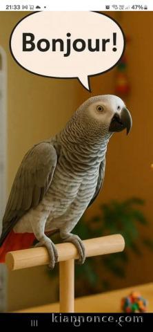 Couple perroquet gris du Gabon disponible 