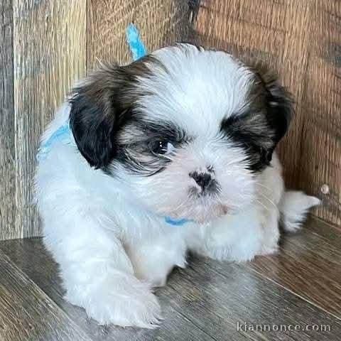 Bébé chiot Shih Tzu a donner 