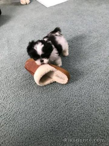 Je donne chiot Shih Tzu femelle 