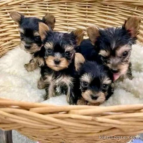 Dons chiot Yorkshire disponible 