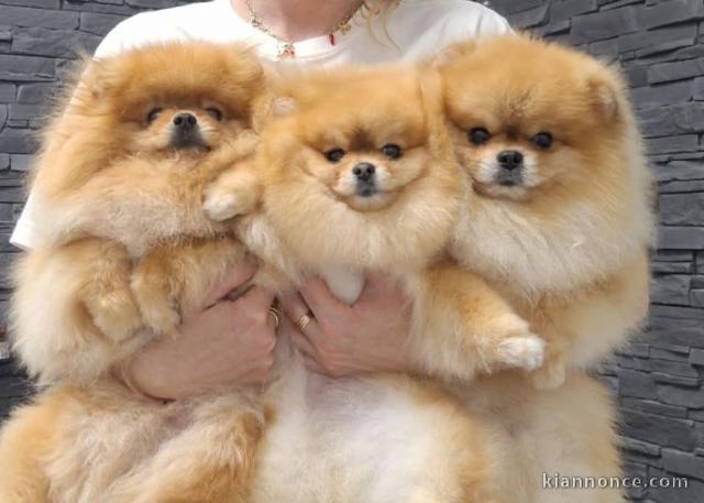 Je donne chiot spitz allemand 