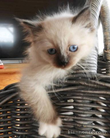 Chaton sacré brimanie a donner 