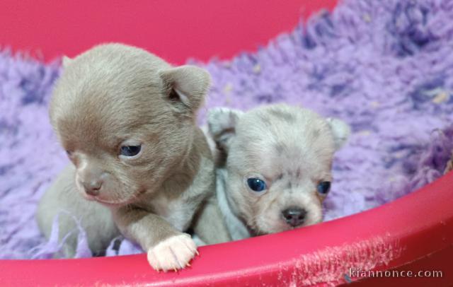 Je donne chiot chihuahua 