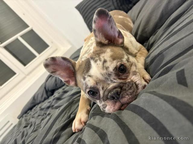Je donne chiot bouledogue français 