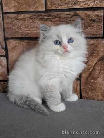 Adoption chatons disponible 