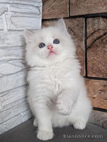 Adoption chatons dispo 