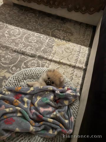 Je donne chiot spitz nain 