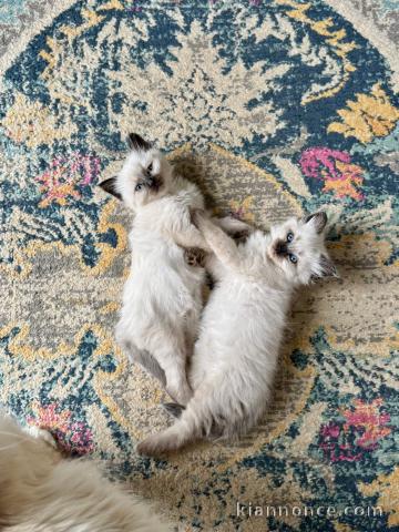 Chaton siamois LOOF a donné 