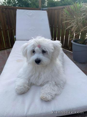 chiots bichon maltais à vendre 