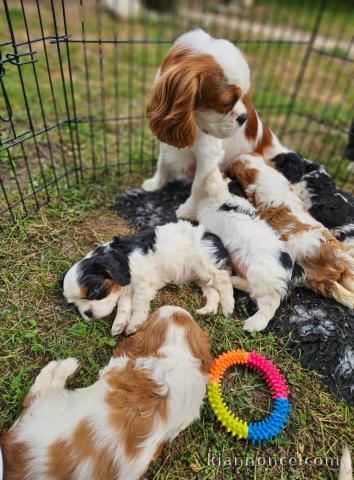 chiots cavalier king charle à vendre 