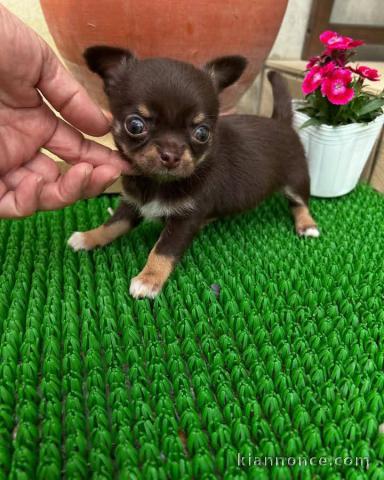 Chiot chihuahua à vendre disponible mâle 