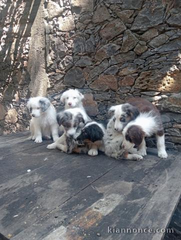 Adoption chiot border collier 