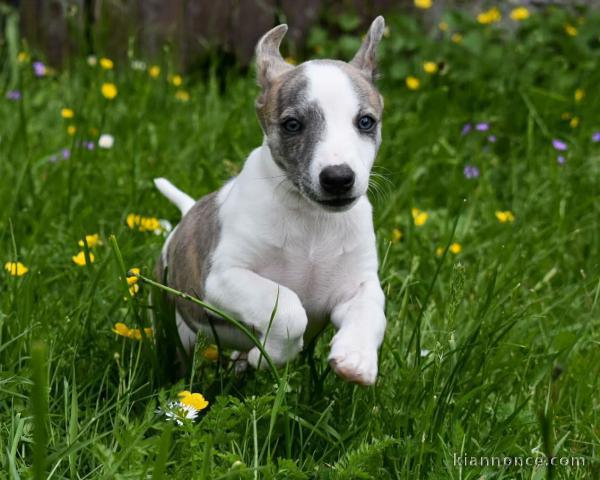 Je donne chiot whippet disponible 