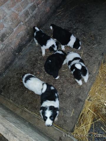 Je donne chiot border collier 