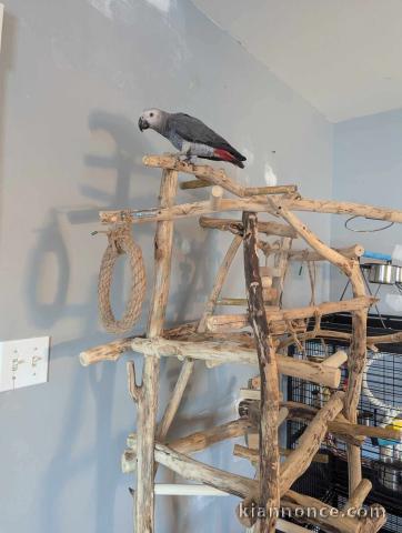 Perroquet gris du Gabon disponible à adopter 