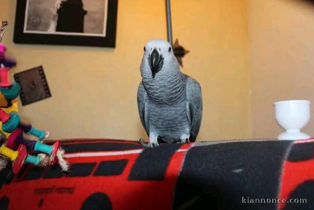 Perroquet gris du Gabon a vendre 