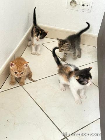 Chaton a donner contre bon soin 