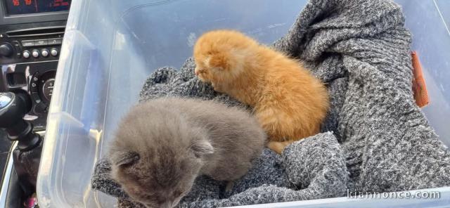 Je donne chaton disponible 