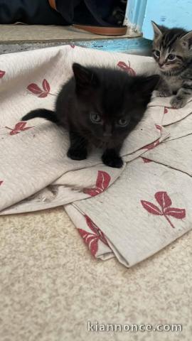 Adoption chatons noir 