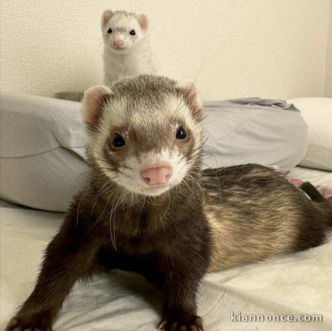 Furet disponible à donner 