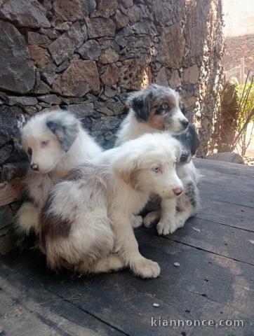 Chiots Border collier à donner 