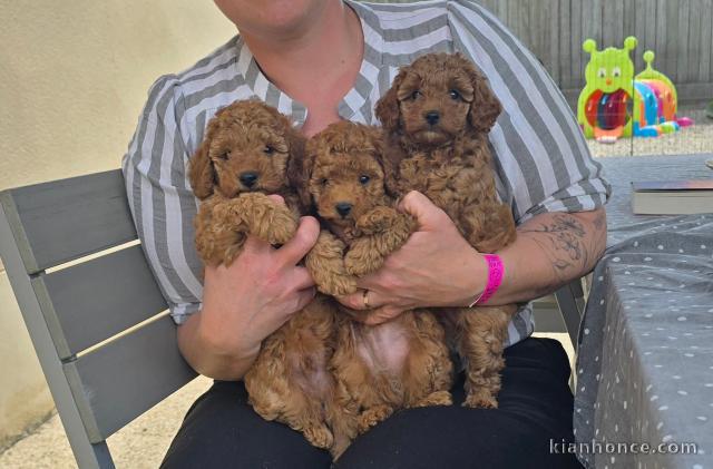 chiots caniche disponible pour adoption 