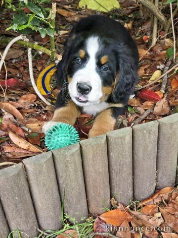 Chiots bouvier bernois à donner 