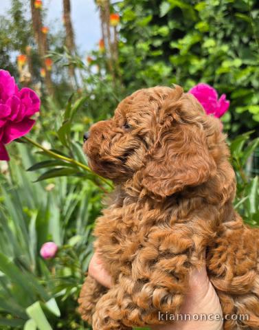 Je donne chiot caniche disponible 