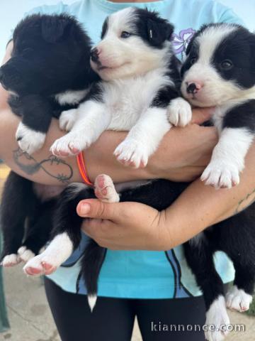 Adoption chiot border collier mâle et femelle 