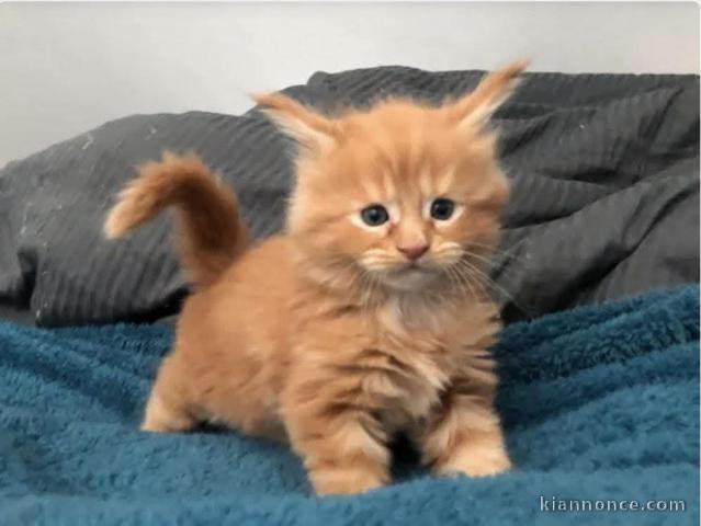 Je donne chaton roux disponible 