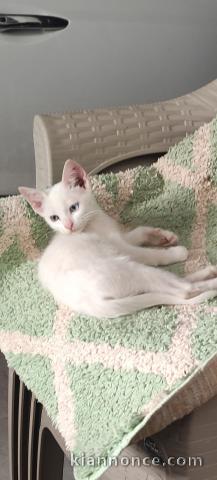 Je donne chaton disponible 