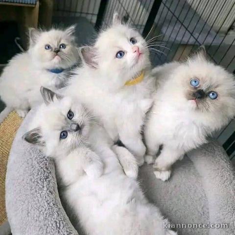 Chaton ragdoll disponible pour adoption 