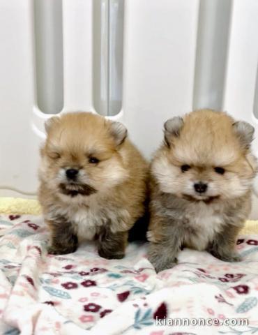 Chiots spitz nain disponible 