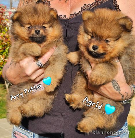 Je donne chiot spitz nain 