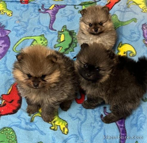 chiots spitz nain Poméranie adorable 