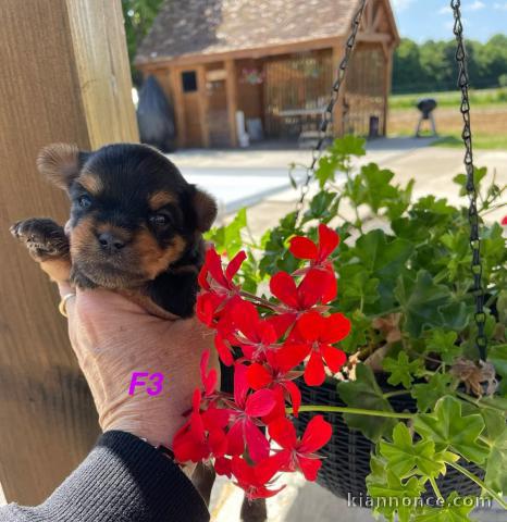 chiots Yorkshire terrier à adopter 